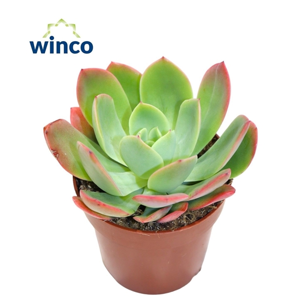 Горшечные цветы и растения оптом Echeveria Luella от 18шт (для телеги) из Голландии с доставкой по России