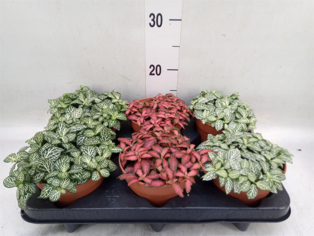 Горшечные цветы и растения оптом Fittonia   ...mix от 6шт из Голландии с доставкой по России