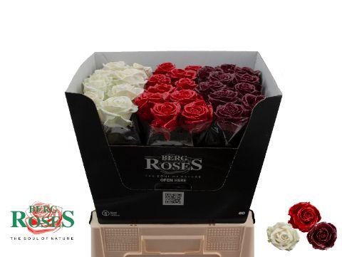 Срезанные цветы оптом Rosa large wax mix от 30шт из Голландии с доставкой по России