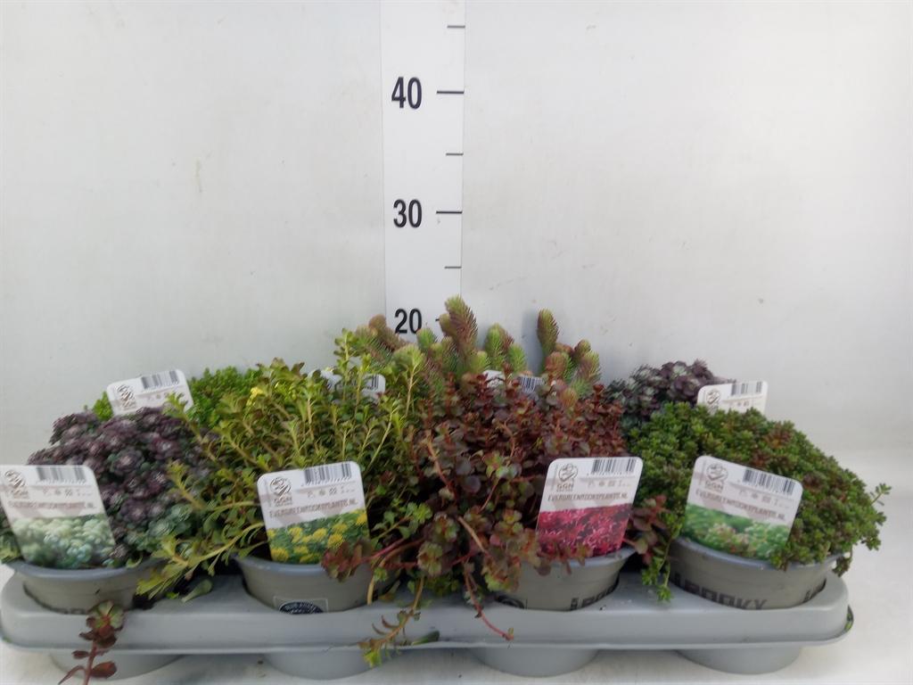 Горшечные цветы и растения оптом Rotsplanten   ...mix   [rock Plant] от 8шт из Голландии с доставкой по России