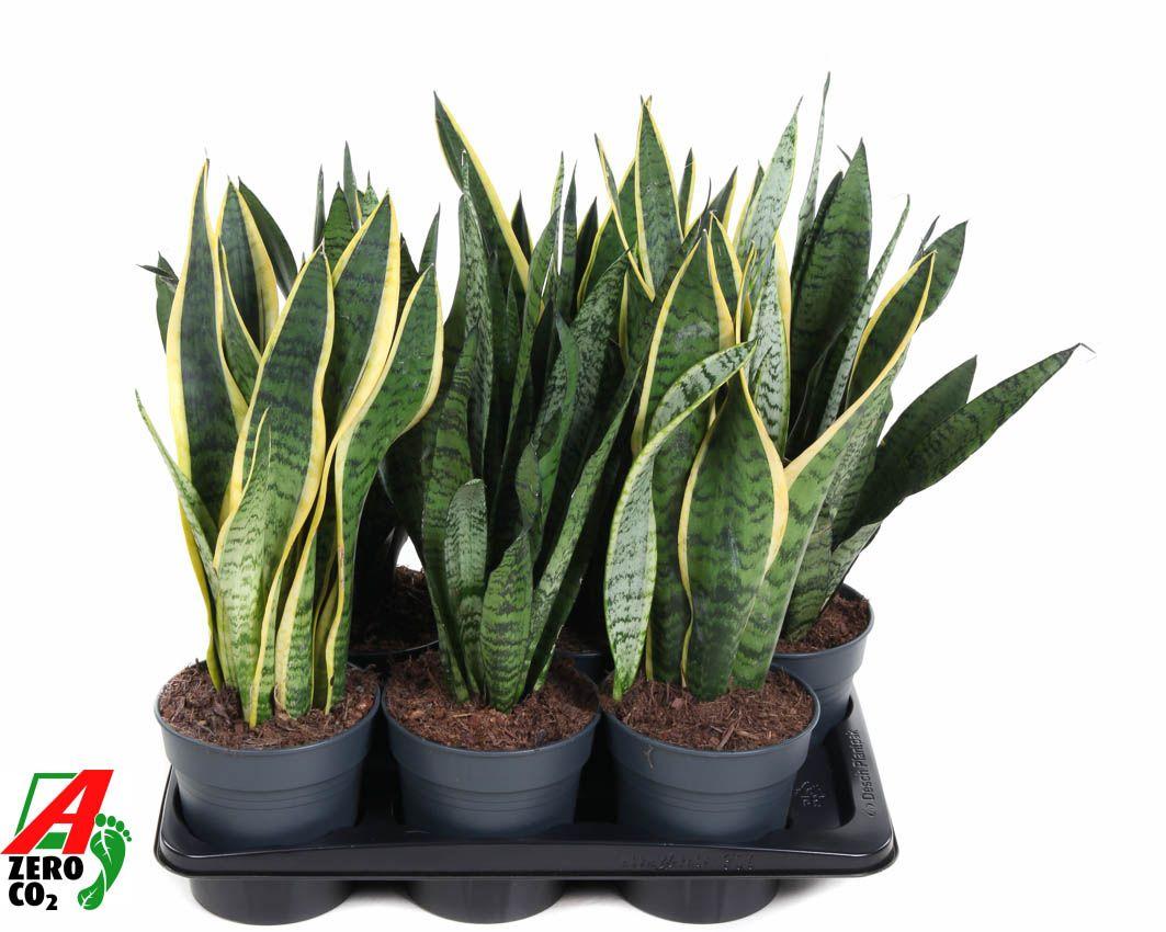 Горшечные цветы и растения оптом Sansevieria Mix от 1шт из Голландии с доставкой по России