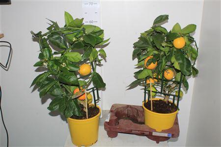 Горшечные цветы и растения оптом Citr Meyeri Meyer 4+ от 2шт (для телеги) из Голландии с доставкой по России