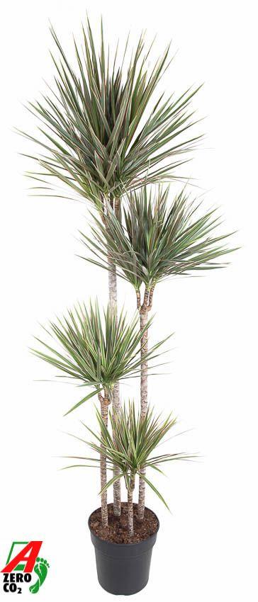 Горшечные цветы и растения оптом Drac Bicolor 120-90-60-30 от 1шт из Голландии с доставкой по России