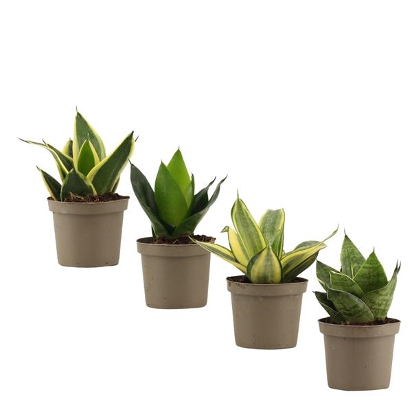Горшечные цветы и растения оптом Sansevieria Hahnii Mix от 18шт (для телеги) из Голландии с доставкой по России