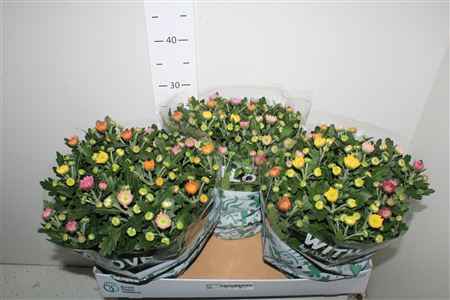 Горшечные цветы и растения оптом Chrys Elixer Mix In Schaal от 3шт из Голландии с доставкой по России