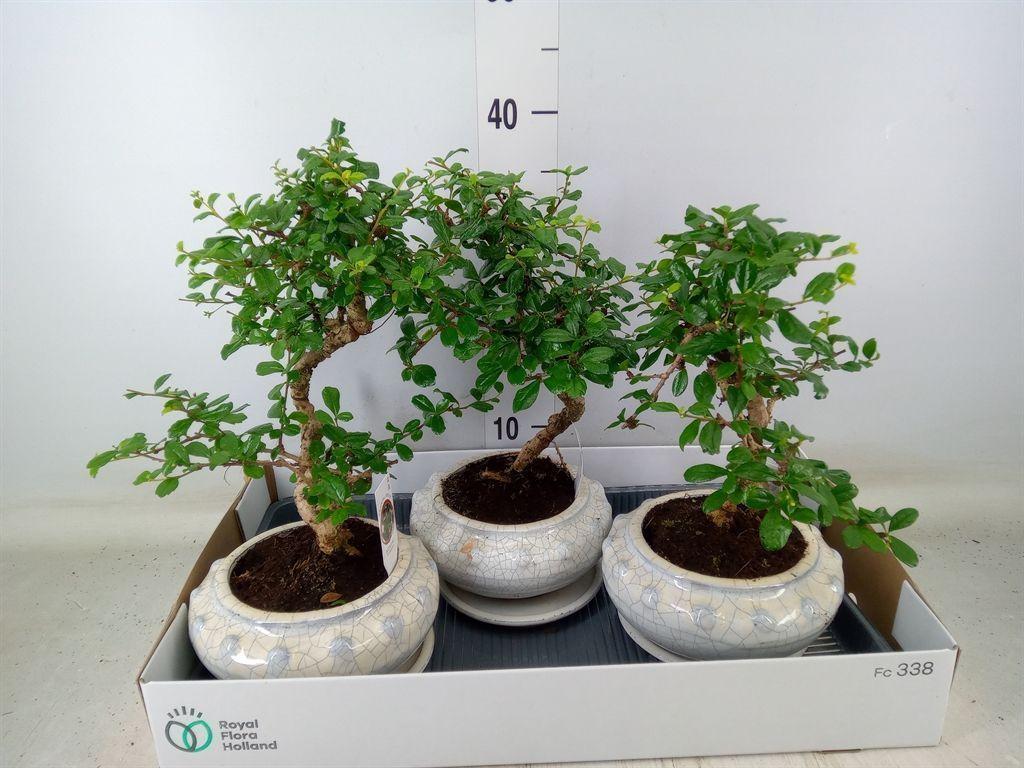 Горшечные цветы и растения оптом Bonsai ...mix от 3шт из Голландии с доставкой по России Горшечные цветы и растения оптом Bonsai ...mix от 3шт из Голландии с доставкой по России