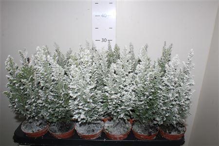 Горшечные цветы и растения оптом Cham L Ellwoodii Snow от 18шт (для телеги) из Голландии с доставкой по России