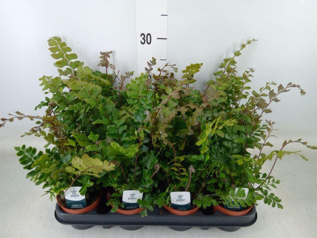 Горшечные цветы и растения оптом Didymochlaena Truncatula от 12шт (для телеги) из Голландии с доставкой по России