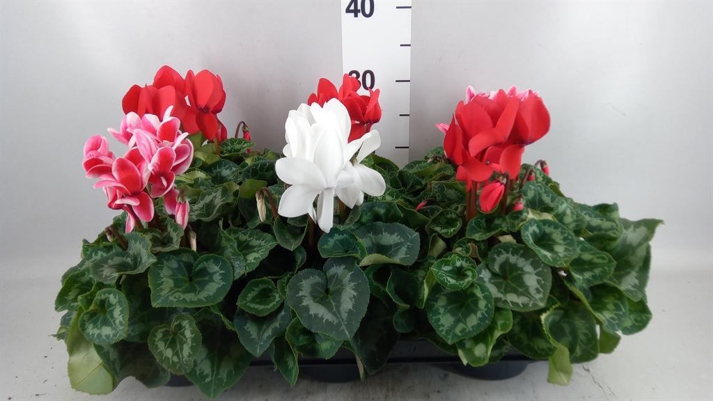 Горшечные цветы и растения оптом Cyclamen Gr leopardo от 6шт (для телеги) из Голландии с доставкой по России