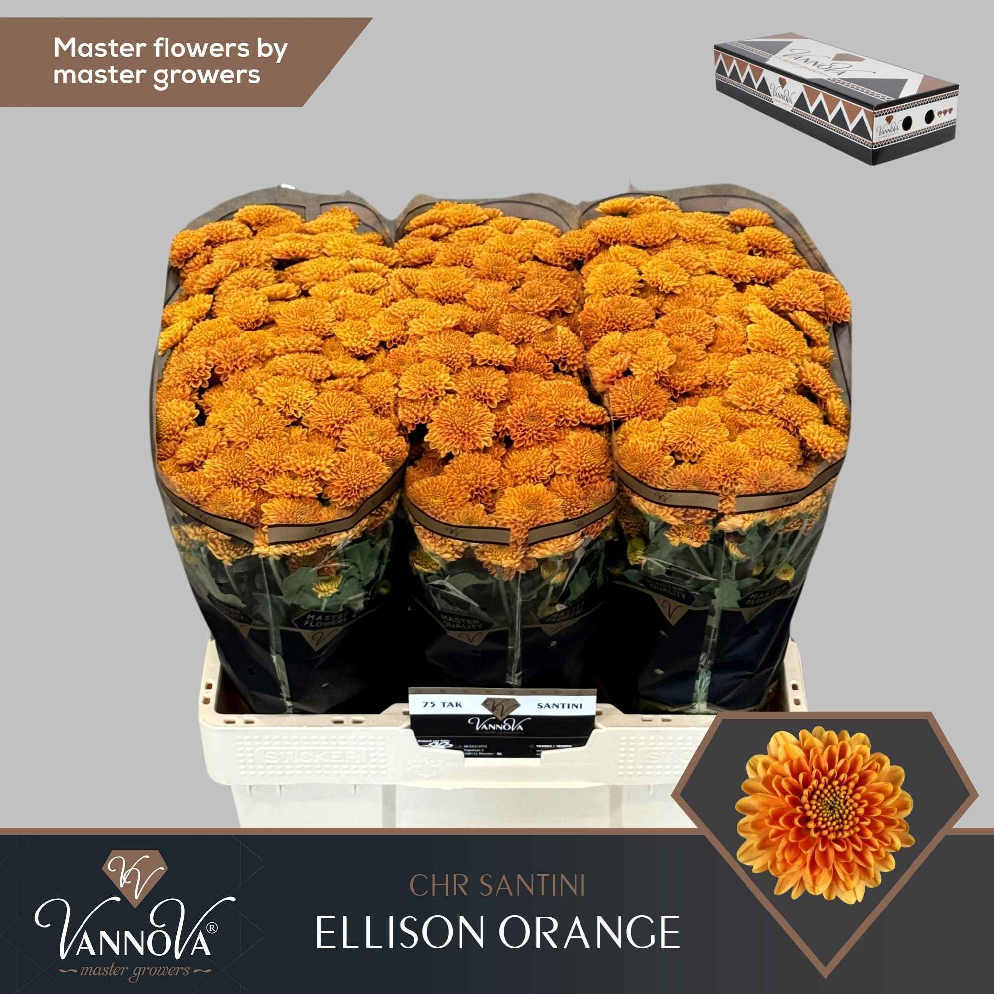 Срезанные цветы оптом Chrys sa ellison orange от 75шт. из Голландии с доставкой по России