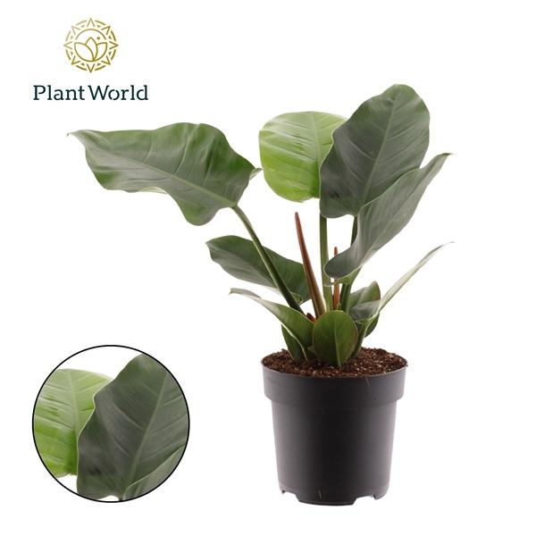 Горшечные цветы и растения оптом Philodendron Imperial Green (decorum) от 4шт из Голландии с доставкой по России
