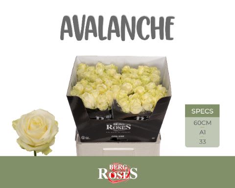 Срезанные цветы оптом Rosa large avalanche+ от 50шт из Голландии с доставкой по России