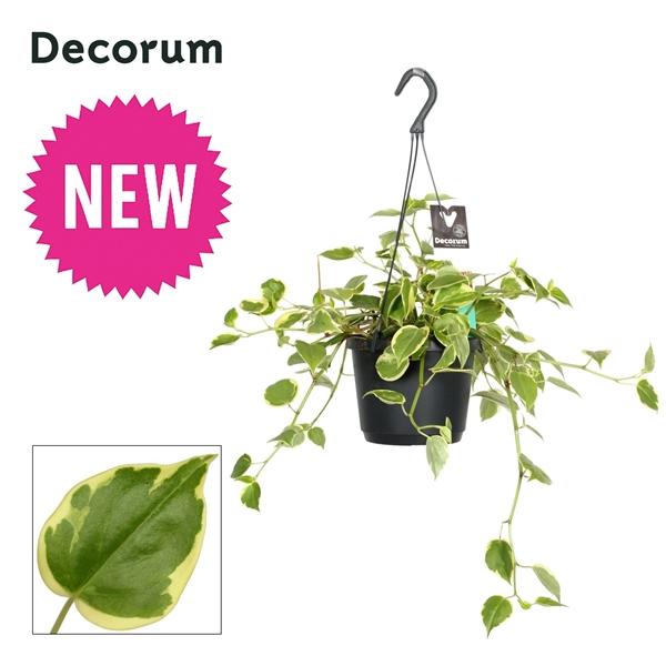 Горшечные цветы и растения оптом Peperomia Scandens Variegata от 6шт из Голландии с доставкой по России