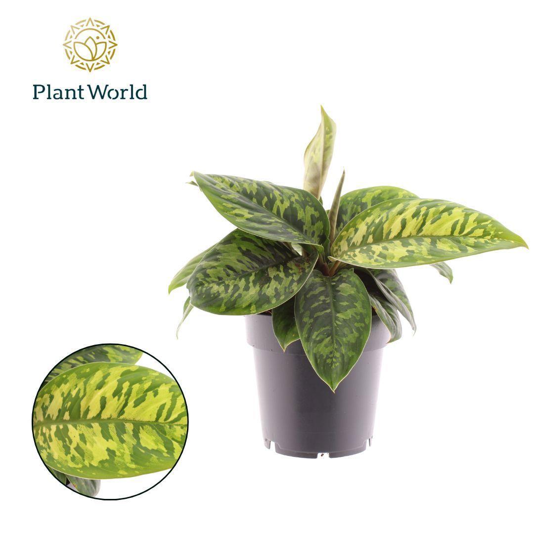 Горшечные цветы и растения оптом Homalomena Camouflage от 7шт из Голландии с доставкой по России