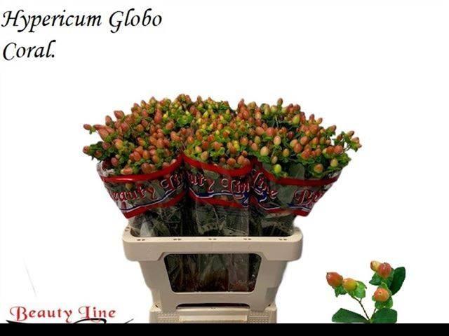 Срезанные цветы оптом Hypericum globo coral от 75шт из Голландии с доставкой по России