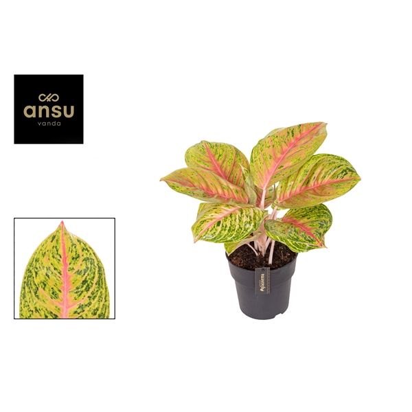 Горшечные цветы и растения оптом Aglaonema Grand Blossom от 3шт из Голландии с доставкой по России