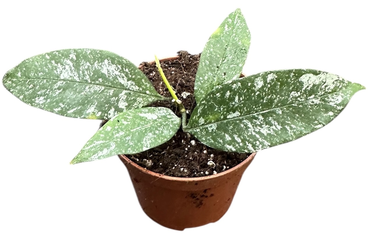 Горшечные цветы и растения оптом Hoya Multiflora Silver Splash от 1шт (для телеги) из Голландии с доставкой по России