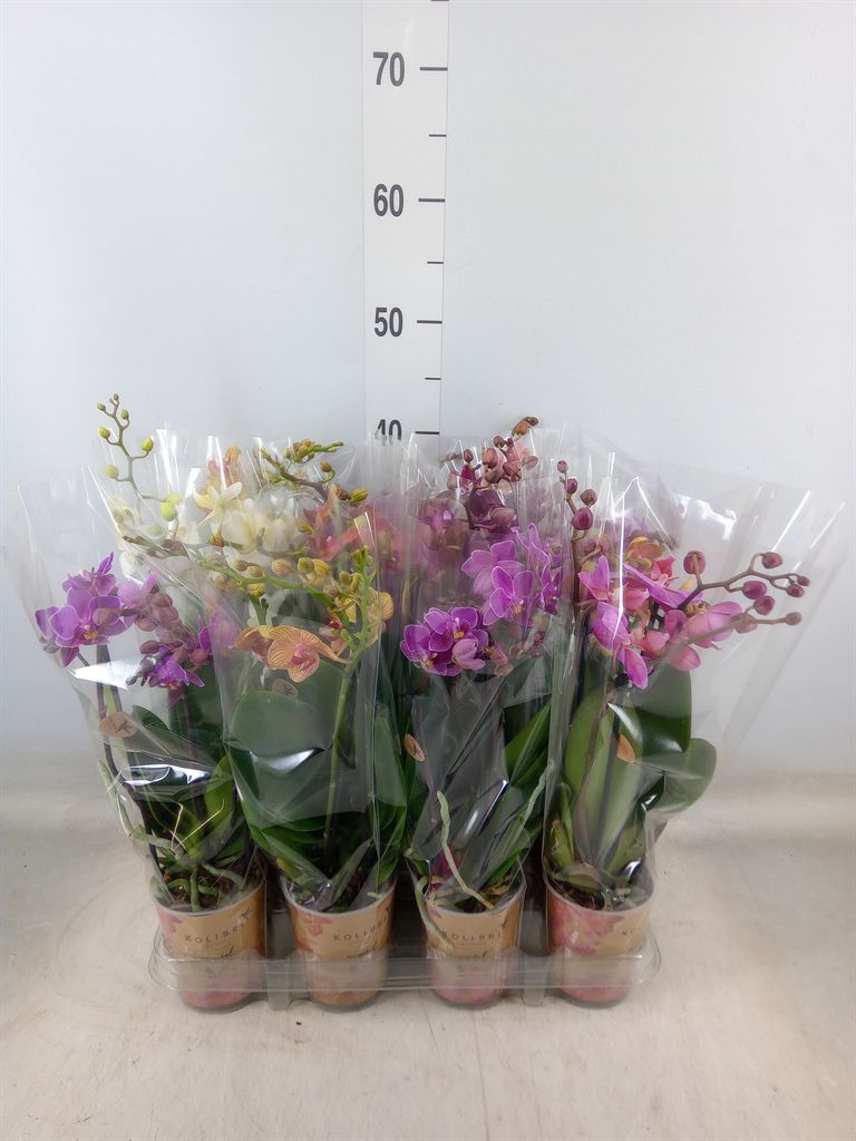 Горшечные цветы и растения оптом Phalaenopsis Multi.   ... от 12шт (для телеги) из Голландии с доставкой по России