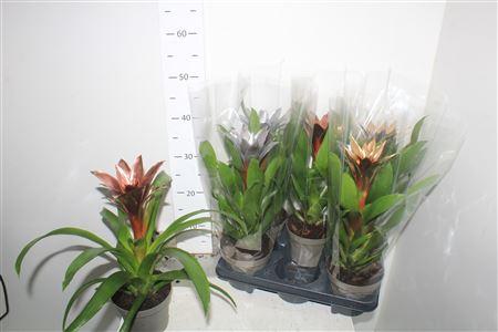 Горшечные цветы и растения оптом Guzm Calypso от 6шт из Голландии с доставкой по России