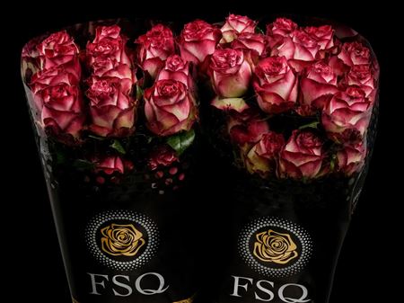 Срезанные цветы оптом Rosa ec absurda от 40шт из Голландии с доставкой по России