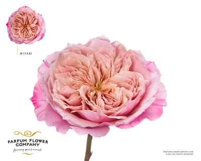 Срезанные цветы оптом Rosa la garden wabara miyabi от 24шт. из Голландии с доставкой по России