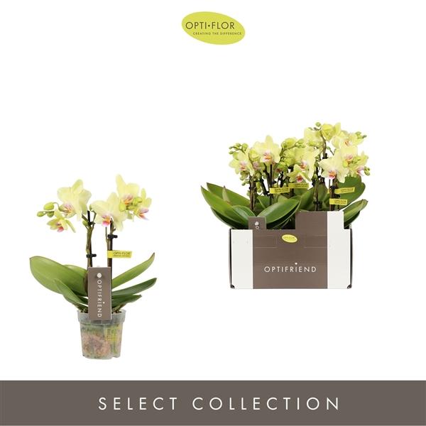 Горшечные цветы и растения оптом Phal 2st Lena 10+ (opti) от 8шт (для телеги) из Голландии с доставкой по России