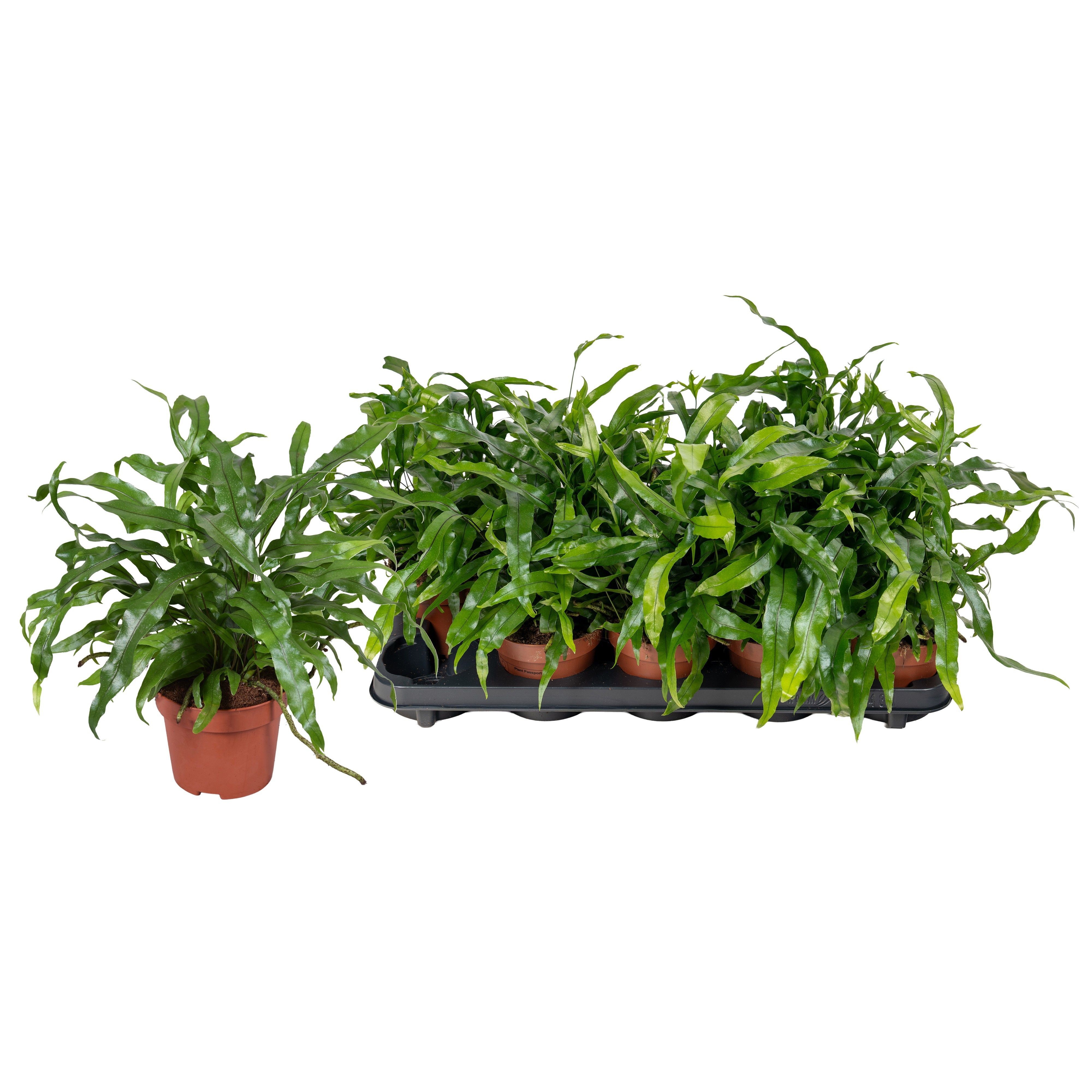 Горшечные цветы и растения оптом Micros Diversifolium от 10шт из Голландии с доставкой по России