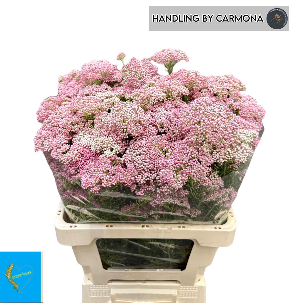 Срезанные цветы оптом Ozothamnus cooks tall pink spray от 60шт из Голландии с доставкой по России