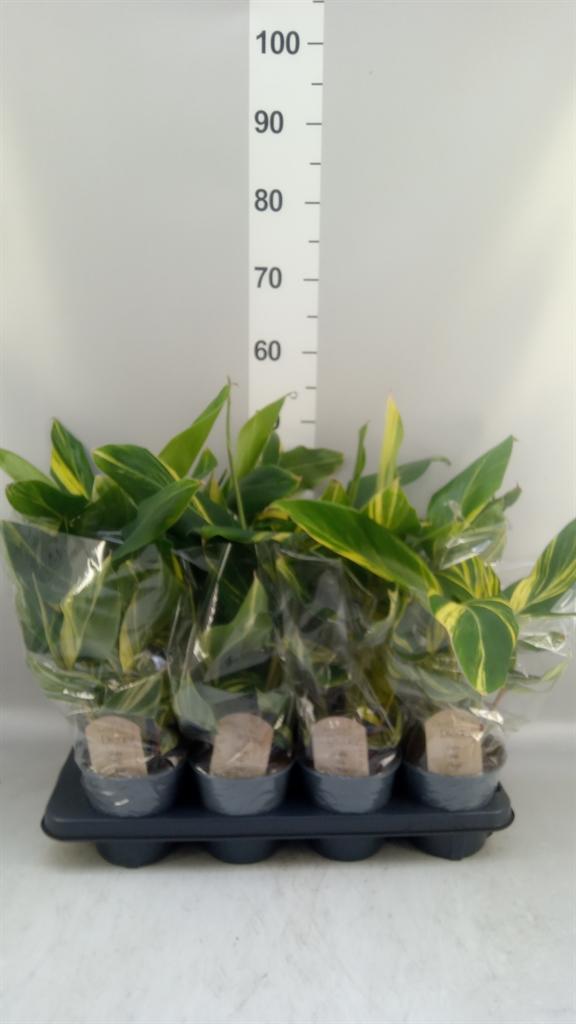 Горшечные цветы и растения оптом Alpinia Zerumbet variegata от 8шт из Голландии с доставкой по России