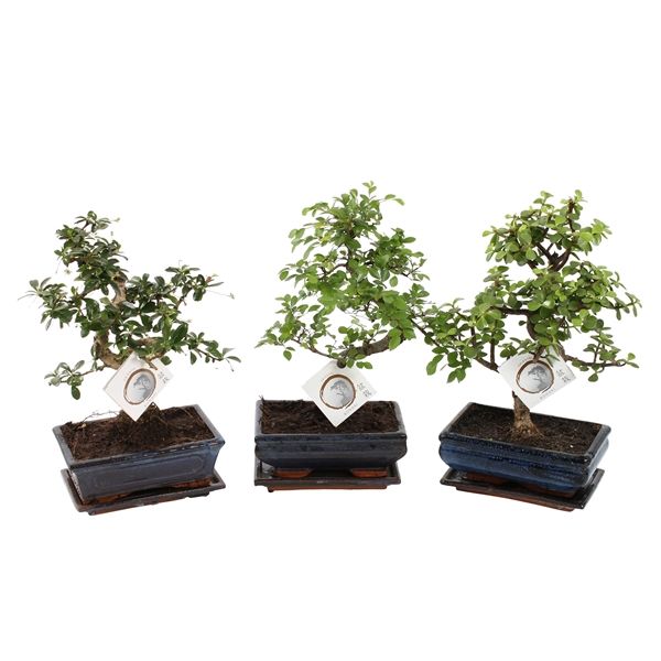 Горшечные цветы и растения оптом Bonsai Mix In Ceramic S-shape With Saucer от 6шт из Голландии с доставкой по России