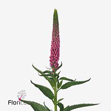 Срезанные цветы оптом Veronica smart iselle от 150шт из Голландии с доставкой по России