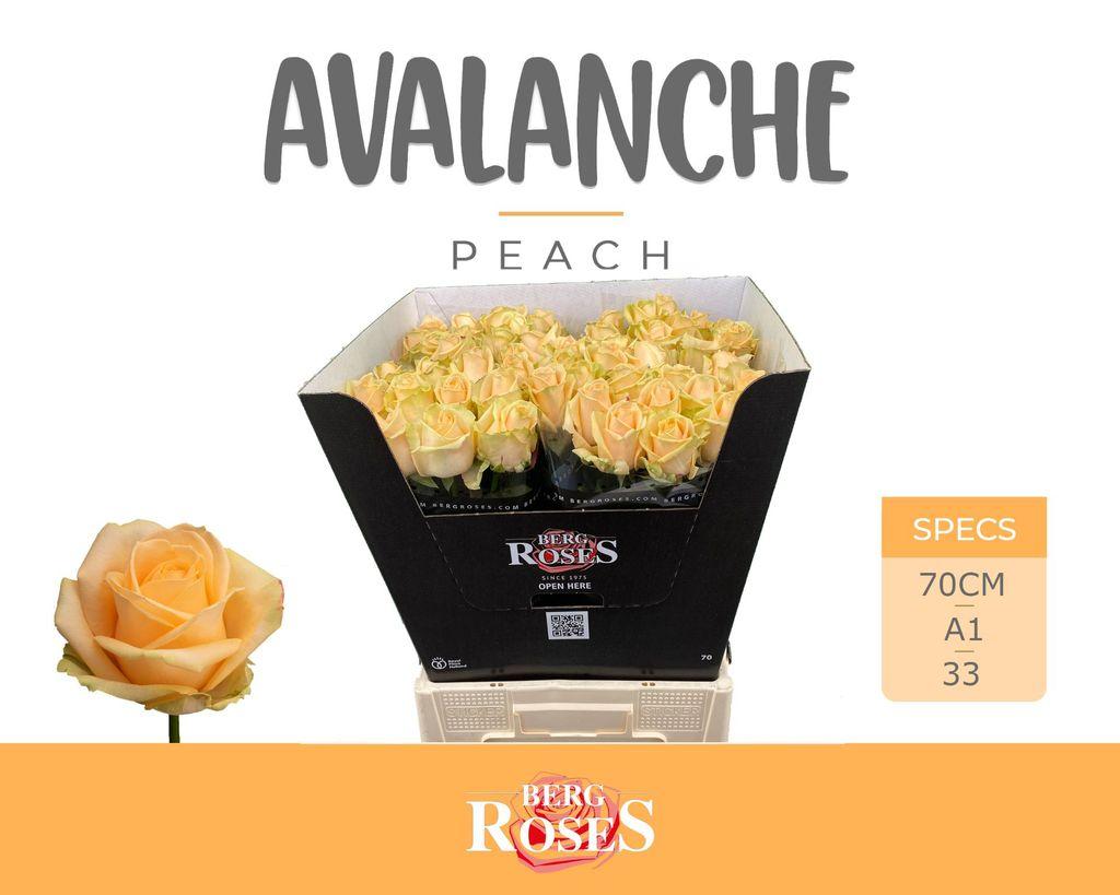 Срезанные цветы оптом Rosa large peach avalanche+ от 50шт из Голландии с доставкой по России