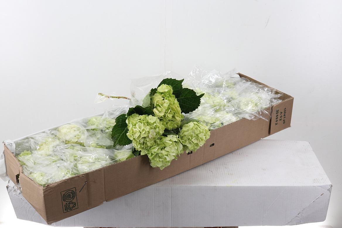 Срезанные цветы оптом Hydrangea box limegreen от 30шт из Голландии с доставкой по России