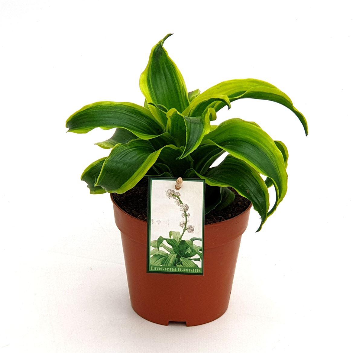 Горшечные цветы и растения оптом Dracaena Tornado от 10шт из Голландии с доставкой по России