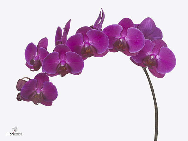 Срезанные цветы оптом Phalaenopsis anthura stellenbosch (per stem) от 18шт из Голландии с доставкой по России