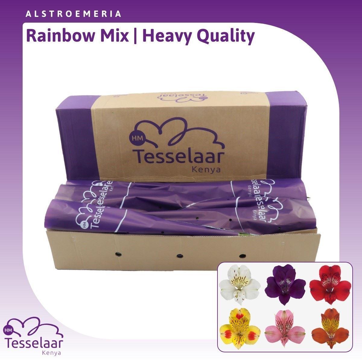 Срезанные цветы оптом Alstroemeria mix rainbow от 240шт из Голландии с доставкой по России