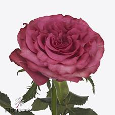 Срезанные цветы оптом Rosa large country spirit blues от 40шт из Голландии с доставкой по России