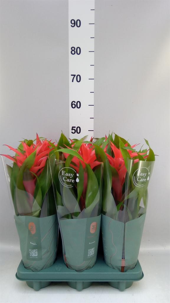 Горшечные цветы и растения оптом Guzmania deseo Salmon от 6шт из Голландии с доставкой по России