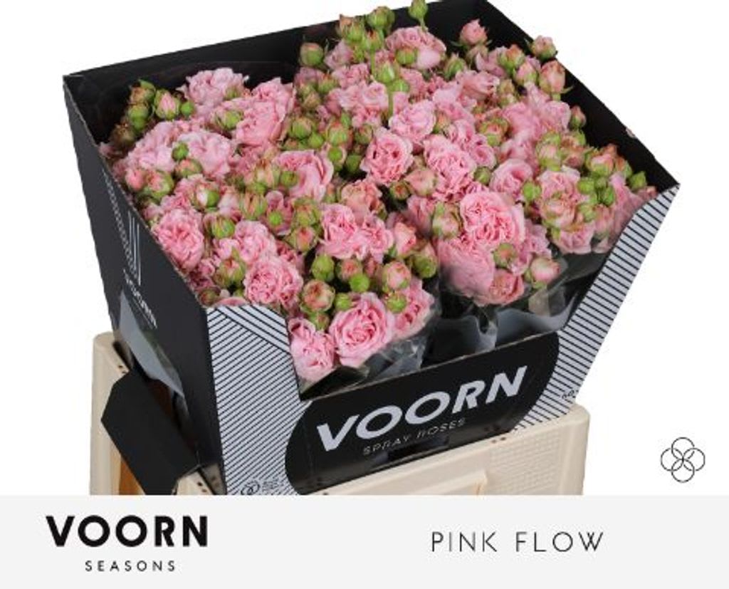 Срезанные цветы оптом Rosa spray pink flow от 20шт из Голландии с доставкой по России