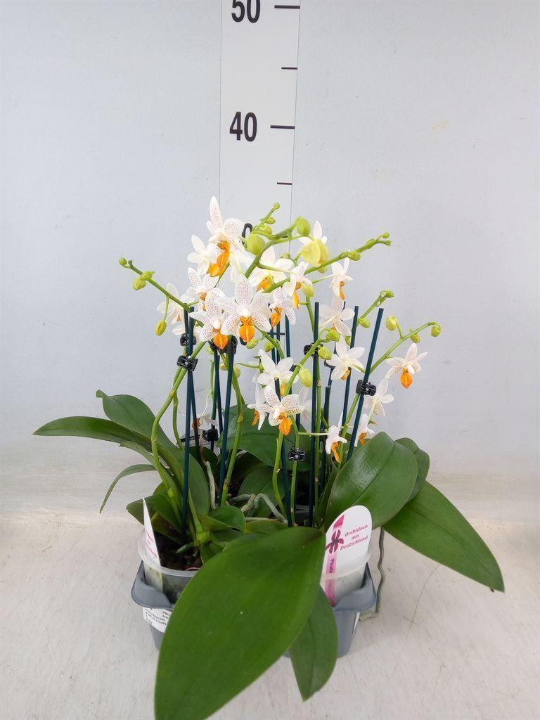 Горшечные цветы и растения оптом Phalaenopsis   ... от 4шт (для телеги) из Голландии с доставкой по России