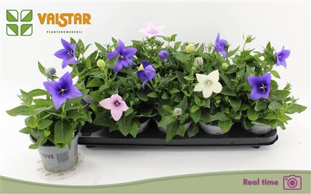 Горшечные цветы и растения оптом Platyco Gr Gem * Spring Deal * от 10шт из Голландии с доставкой по России Горшечные цветы и растения оптом Platyco Gr Gem * Spring Deal * от 10шт из Голландии с доставкой по России