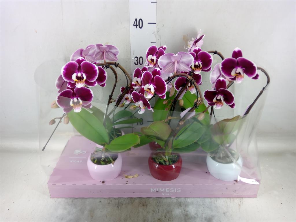 Горшечные цветы и растения оптом Phalaenopsis   ...red от 6шт (для телеги) из Голландии с доставкой по России