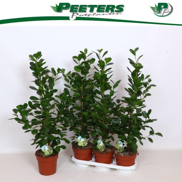 Горшечные цветы и растения оптом Fic Mi Moclame от 3шт из Голландии с доставкой по России