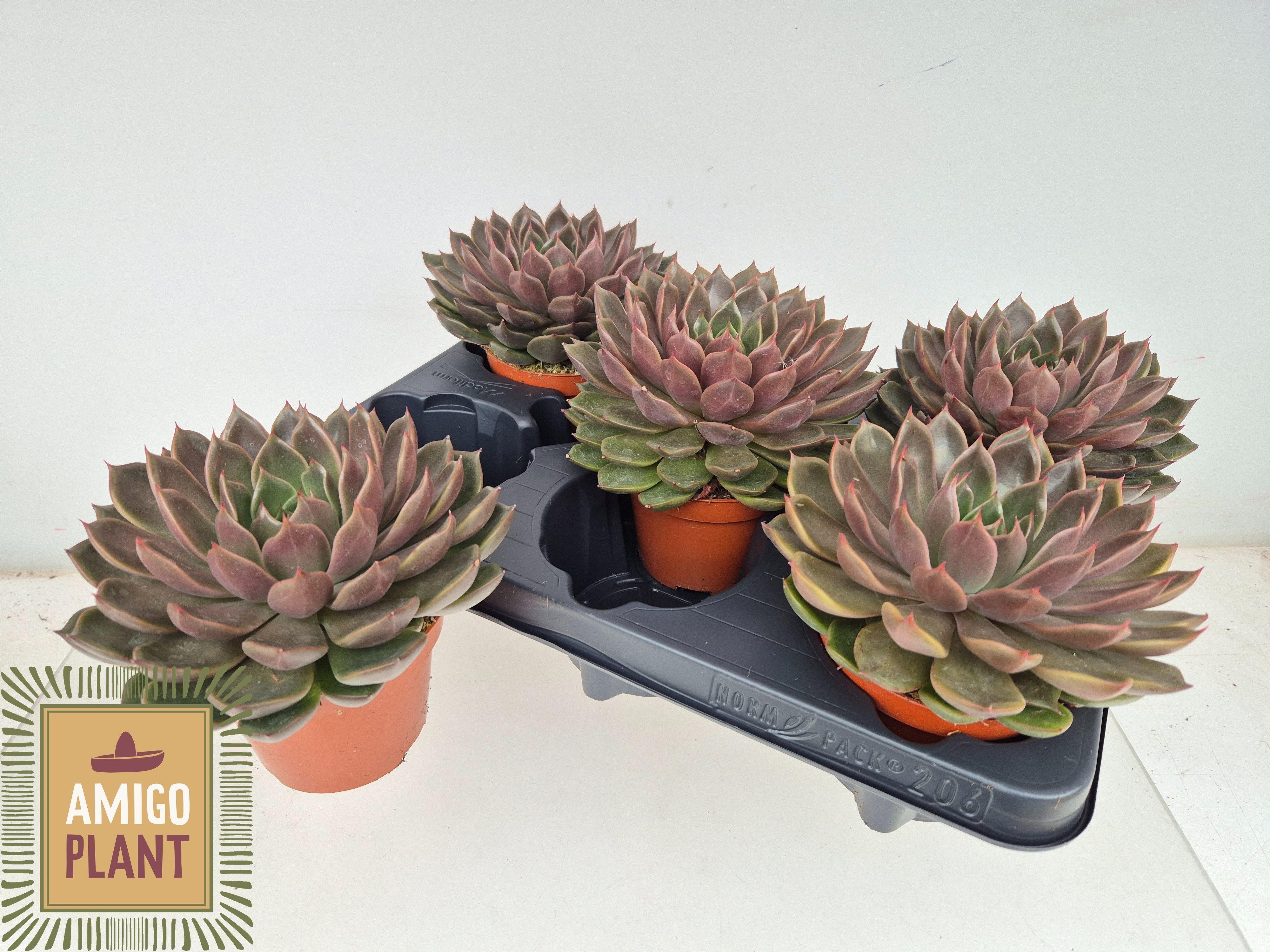 Горшечные цветы и растения оптом Echev Rosetta Maripo от 5шт из Голландии с доставкой по России