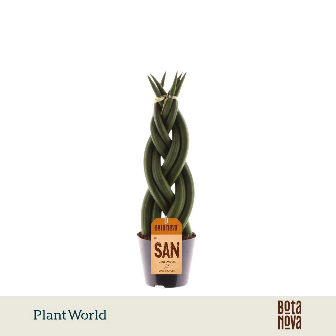Горшечные цветы и растения оптом Sansevieria Cyl. ... от 12шт (для телеги) из Голландии с доставкой по России