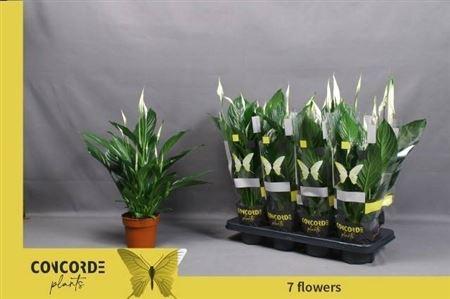 Горшечные цветы и растения оптом Spath Pico Cupido 7+ (concorde) от 8шт из Голландии с доставкой по России