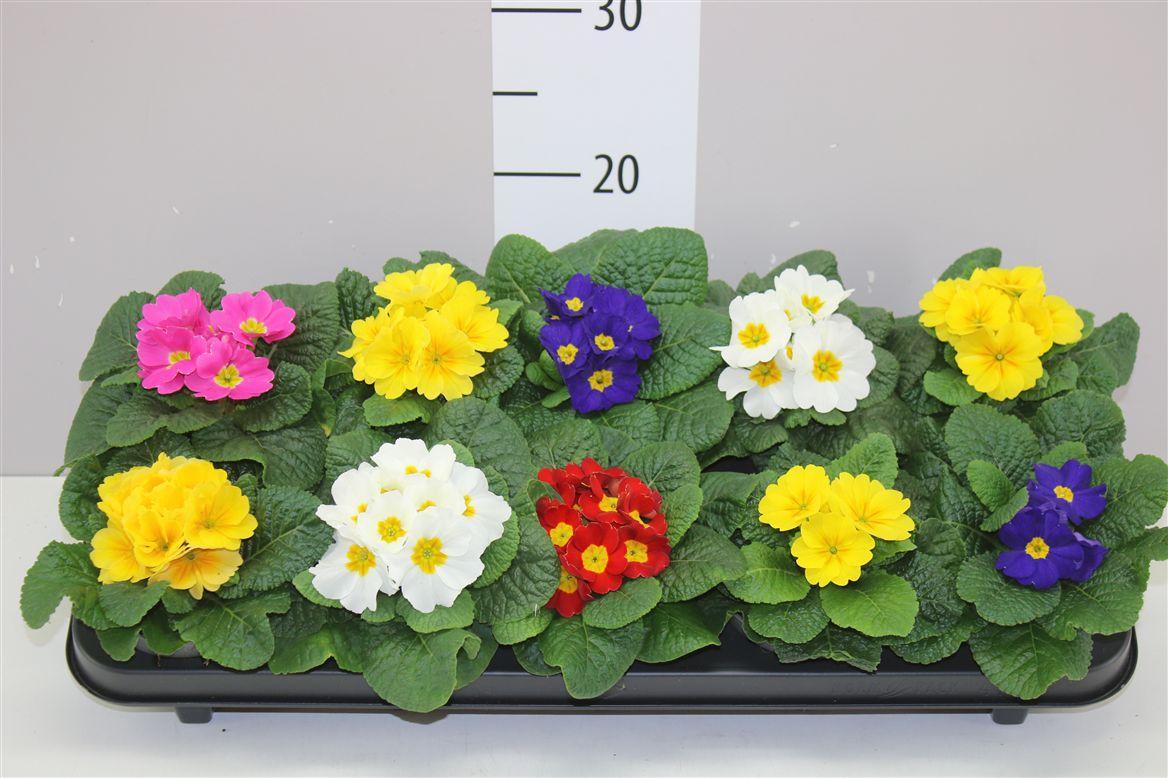 Горшечные цветы и растения оптом Primula Ac Paradiso Gemengd от 10шт из Голландии с доставкой по России