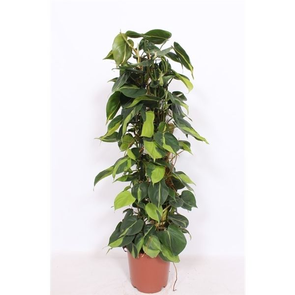 Горшечные цветы и растения оптом Philodendron Scandens Brasil от 1шт из Голландии с доставкой по России