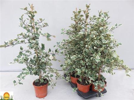 Горшечные цветы и растения оптом Fic Natal Sweetheart от 6шт из Голландии с доставкой по России