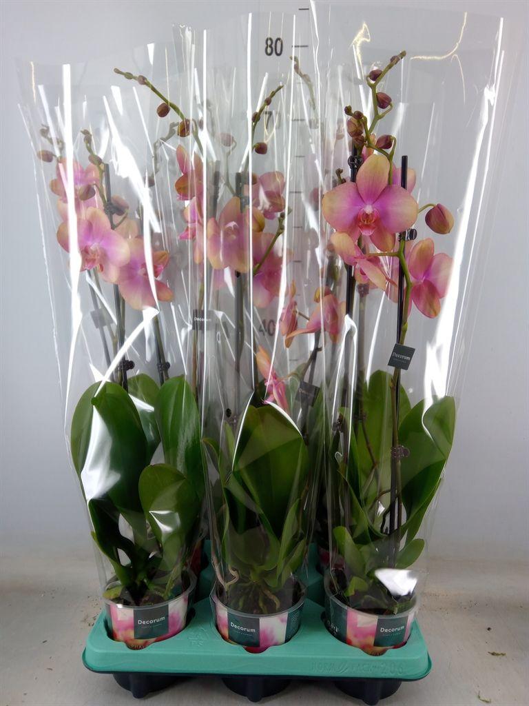 Горшечные цветы и растения оптом Phalaenopsis Multi.   ... от 6шт из Голландии с доставкой по России